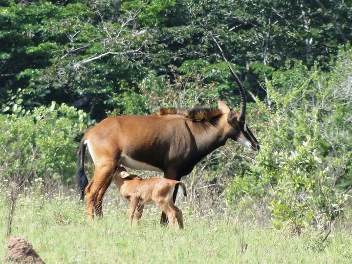 Sable antelope of at shimba Hills