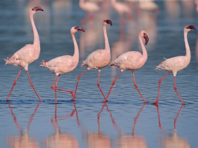 Flamingos-at-Lake-Nakuru