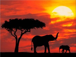Elephant Kenya Travel to Kenya