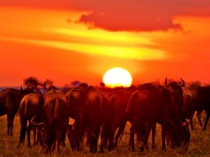 Wildlife of the Maasai Mara, 8th wonder of the world