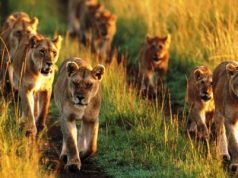 Half Day Tour to Nairobi National Park