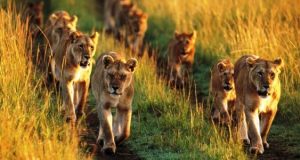 Half Day Tour to Nairobi National Park