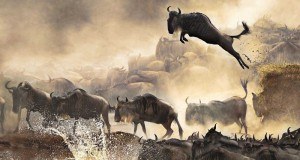 Unmissable Safari Camps Where to Enjoy The Wildebeest Migration