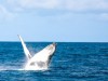 HUMPBACK WHALE WATCHING PEAKS AMONG KENYA’S TOP TRAVEL EXPERIENCES