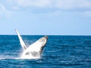 HUMPBACK WHALE WATCHING PEAKS AMONG KENYA’S TOP TRAVEL EXPERIENCES