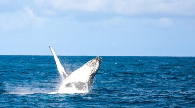 HUMPBACK WHALE WATCHING PEAKS AMONG KENYA’S TOP TRAVEL EXPERIENCES
